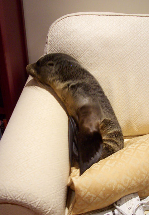 sisterspock:  Baby Seal Enters House and Naps on Couch Annette Swoffer fell victim