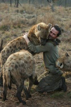 itspartofmyprocess:  laughterbynight:  catbountry:  sentientcitizen:  icefallstudio:  sha-of-procrastination:  Have you hugged your hyena today?  This is cute and all, but OHGOD I had no idea hyenas were this big. I’d always thought of them as somewhere