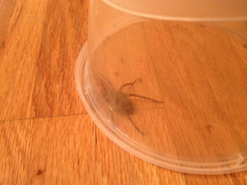     you guys i opened a door to let the dogs out and a fucking spider ran across my foot inside and then i was screaming and my mom dropped a plastic bowl on it to not let it run away and then it fUCKING GAVE BIRTH ON THE FLOOR IN THE BOWL AND THEN WE