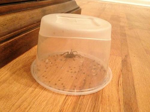     you guys i opened a door to let the dogs out and a fucking spider ran across my foot inside and then i was screaming and my mom dropped a plastic bowl on it to not let it run away and then it fUCKING GAVE BIRTH ON THE FLOOR IN THE BOWL AND THEN WE