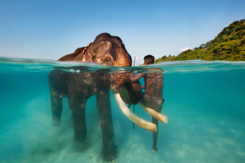 amariusque-admare:  Swimming Elephant - Andaman Islands, India (by James R.D. Scott) 