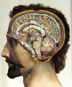 emrayfo:  Cross-section of the head showing brain and cerebellum, by Jean-Baptiste Marc Bourgery From: Traité complet de l’anatomie de l’homme, Paris 1831-1854 by J.M. Bourgery and N.H. Jacob 