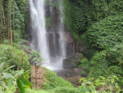 jungle-sorbet:  follow jungle-sorbet for more tropics xo