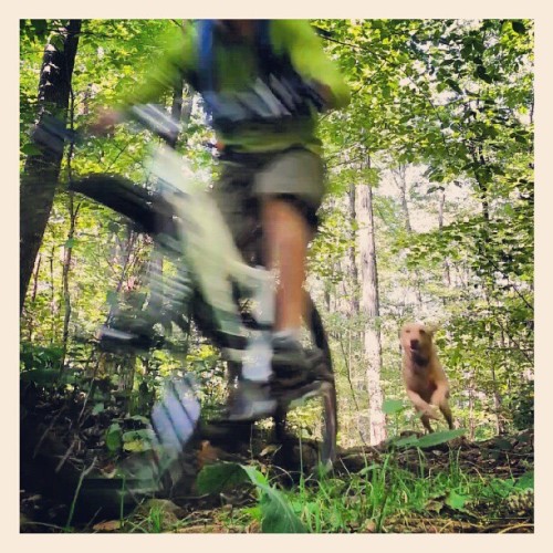 alpine-onji: crankngrind:  Trail ripper! (Taken with Instagram)  いぬコワイヨー！（思いのほか速く走れる