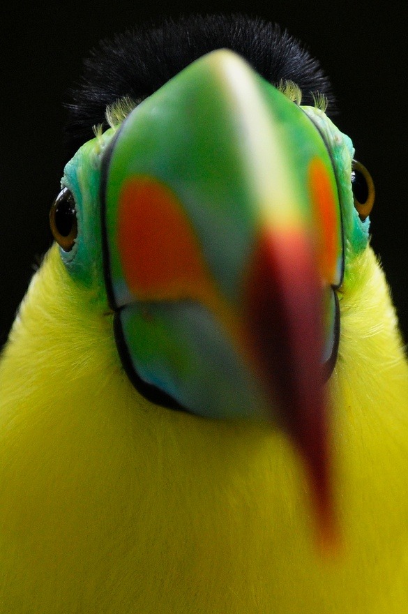 fairy-wren:  keel-billed toucan (photo by joan ark)  more +here+