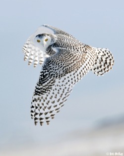 fairy-wren:  snowy owl (photo by bob mckay) 