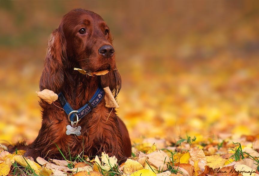 My other choice to accompany me hunting would be the Irish Setter. I love that deep