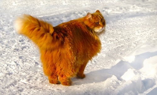 thecutestcatever: coolcatgroup: catgoddess: That is a HUGE snow cat! Cheddar floof!!! @mostlycatsmos