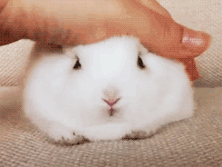 bonbonbunny:  Petting a bunny is one of the most gratifying things you can ever do. 