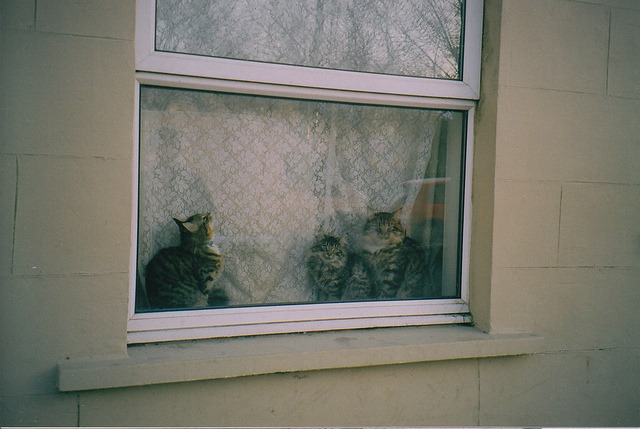 farfelus:  cats by Elle* on Flickr. 