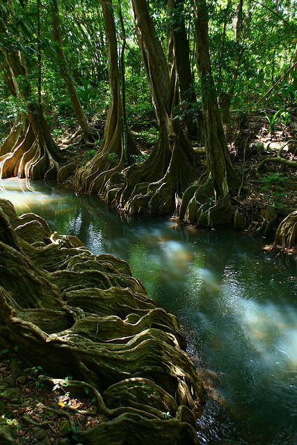 River roots, beautiful Indian River, Dominica (by Raphael Bick).