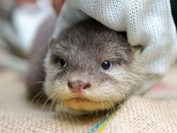 theanimalblog:  Asian Small-Clawed Otter Pups 