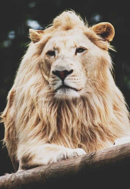 16-bars:  White Lion By Dan Hearn 