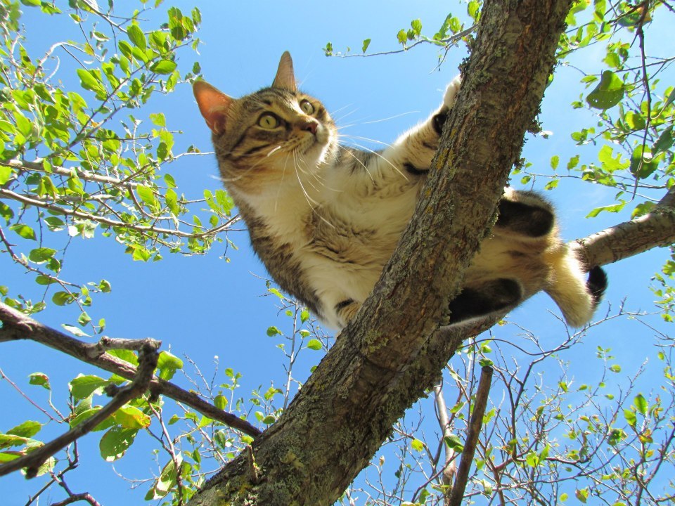 “Come back here, birdie! I just want to pet you!”
Photo by ©I MICI di Lola Grey