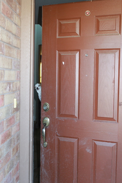 thedirektor:  Wat u want? 