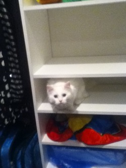 getoutoftherecat:  get out of there cat.