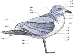 vondell-swain:  bird diagram 