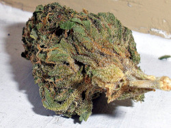 kushandgreentea:  NYC Kush (notmypicture)