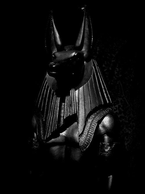 venusofrags:  anubis 