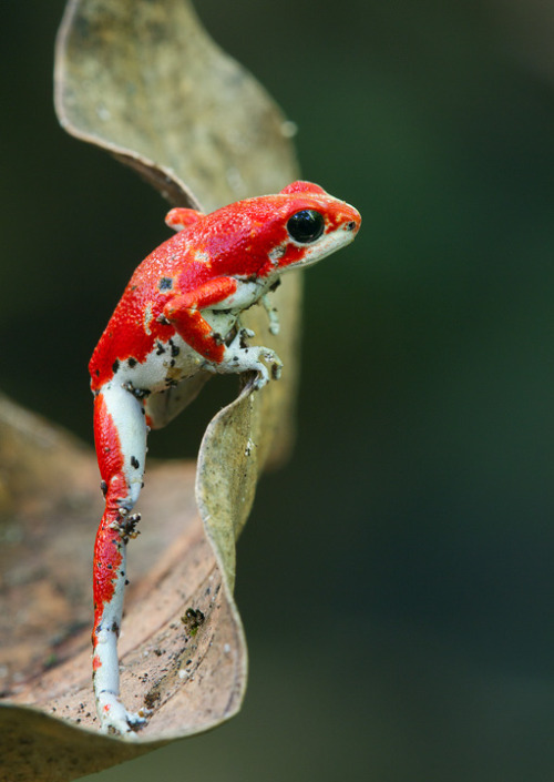 herplove: Oophaga pumilio (more commonly known as Dendrobates pumilio) or “strawberry poison-d