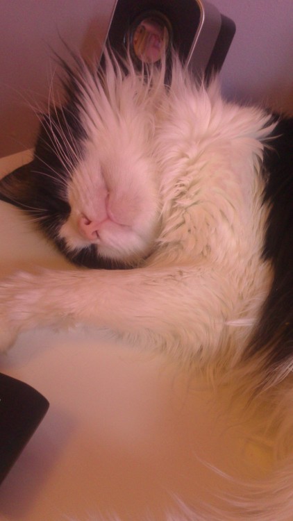 insert-coin-here:  N’Awww Kitty
