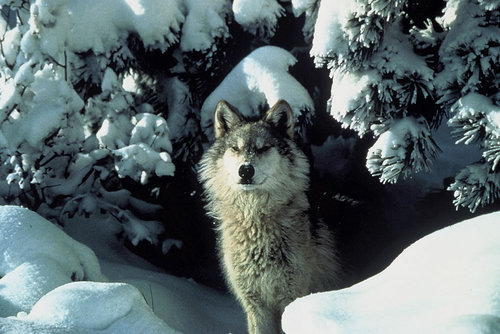 Wolf-Kind