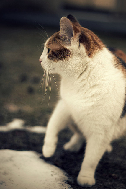 ((not actual cat porn))