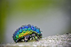  devidsketchbook:  Macro Photographs by DAVID CHAMBON Over the past few months photographer David Chambon has been working on a phenomenal series of photos featuring insects covered in morning dew. 500px | Flickr | via: thisiscolossal   