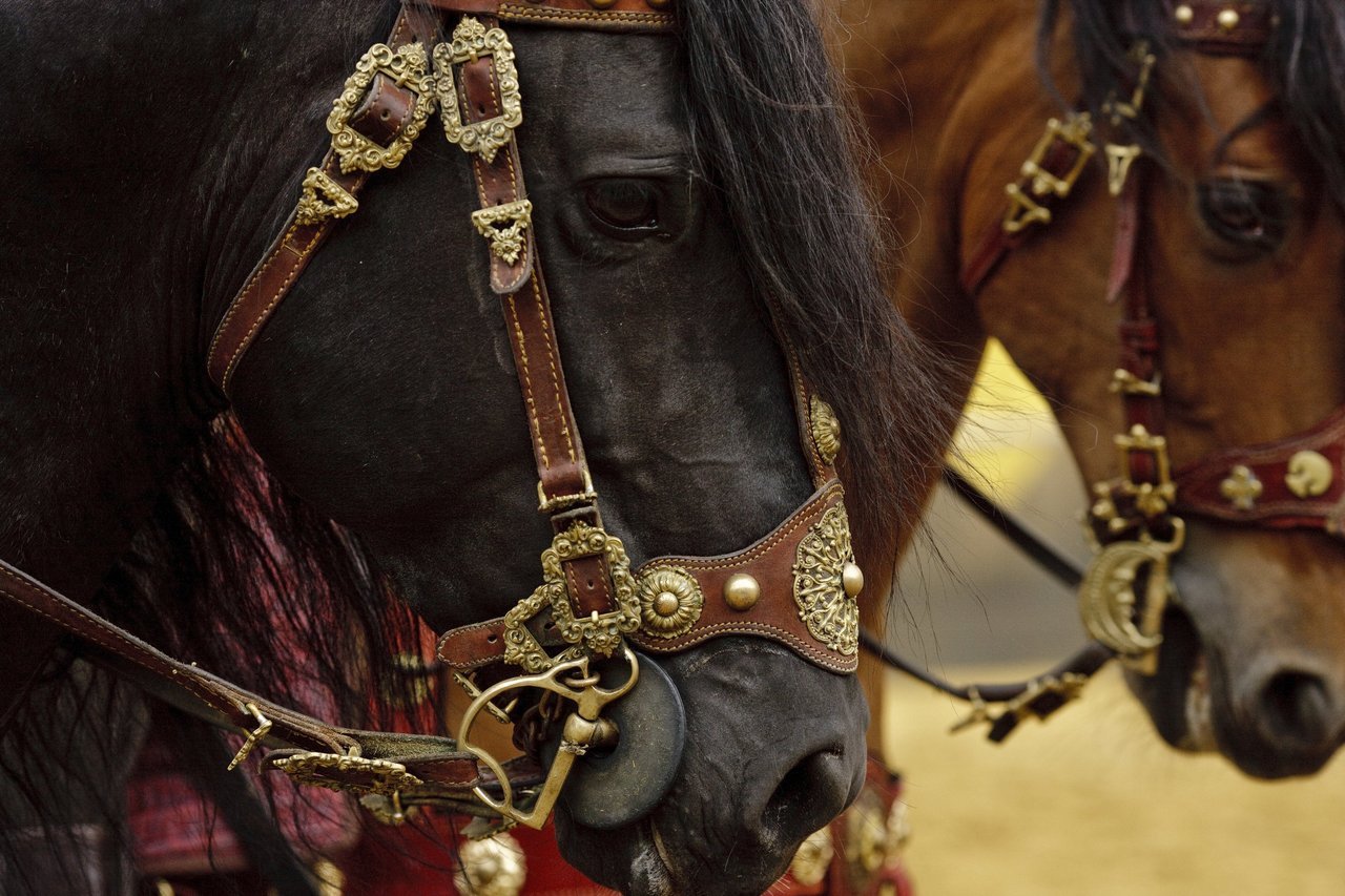 Koira Winthrope