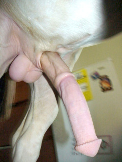 bigequipment:  A horse’s dick. Lol.  wow love it