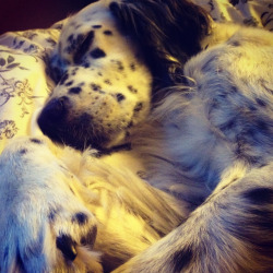 insta-life-gram:  naps with snoopy  If I was a hunter, the English Setter would be 1 of my top choices to accompany me.