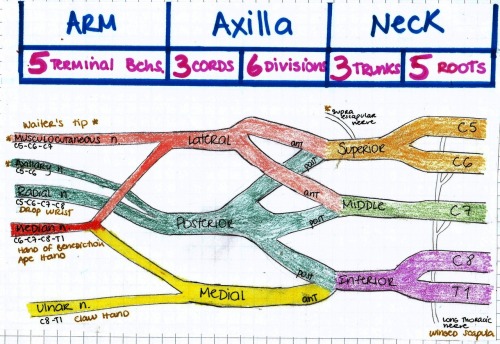 mynotes4usmle:BRACHIAL PLEXUS