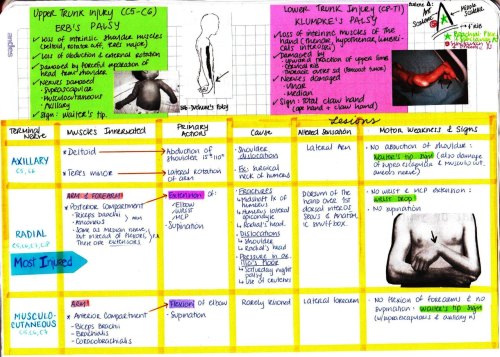 mynotes4usmle:BRACHIAL PLEXUS