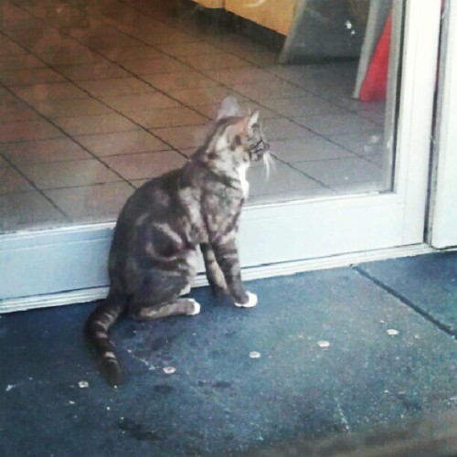 Poor #baby #Kitty at #tacobell (Taken with Instagram)