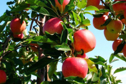 foodwarriornetwork:  The streets of San Francisco are lined with pear, plum and apple trees thanks to ‘guerilla grafters’ secretly grafting fruit-bearing scions onto ornamental, non-fruit bearing trees making fresh fruit free and available to everyone