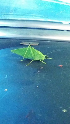 The weirdest bugs venture into my garage.