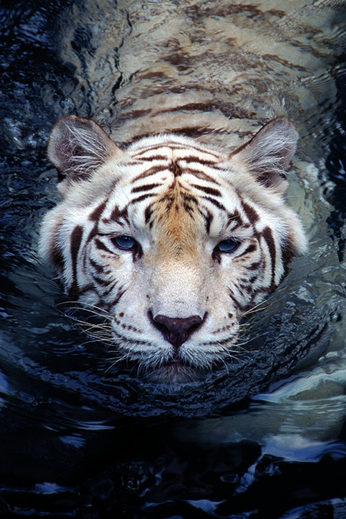 XXX tiger photo