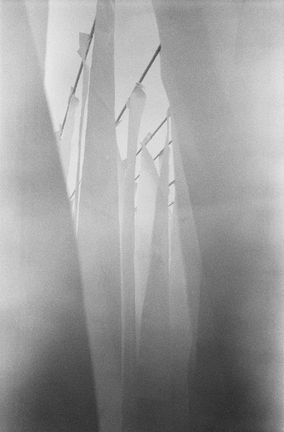 fiore-rosso:  The Desert Forest Installation by a NYC artist ‘Phoenix’. Burning