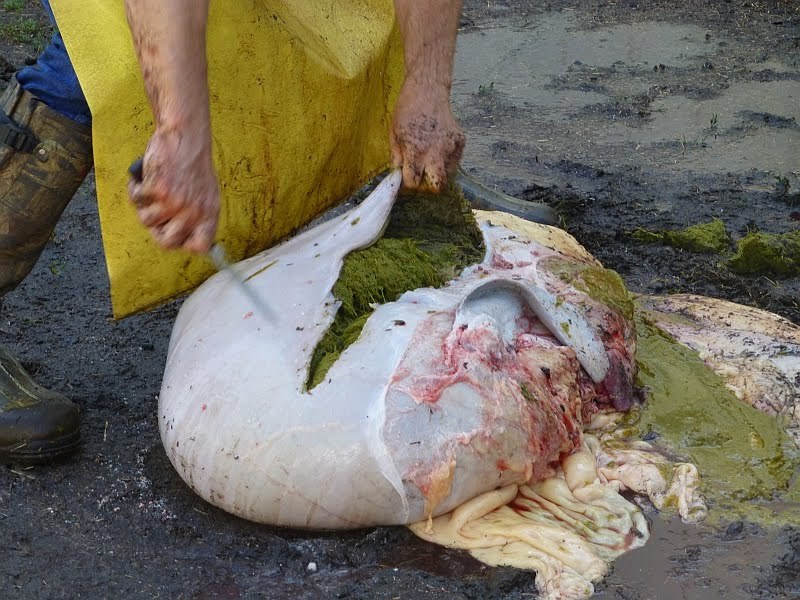 It&rsquo;s a cow stomach full of grass from a blog post entitled &ldquo;Butchering
