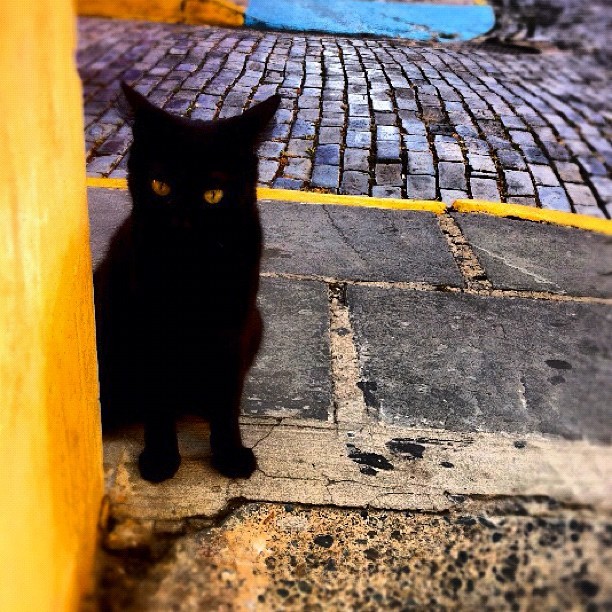 #WeirdPR #Black #Cat #Yellow #Wall #Cobblestone #Street #Corner #OldSanJuan #SanJuan #PR #PuertoRico #00901 (Taken with Instagram at Old San Juan)