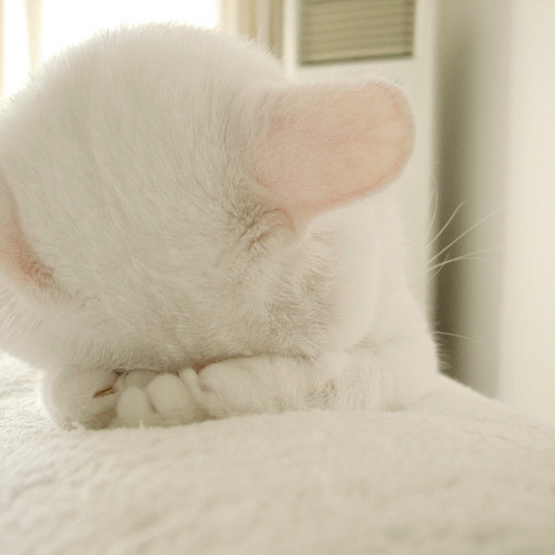 caelestial:  untitled by ★lun on Flickr.