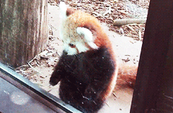dailyanimals:  [x] 