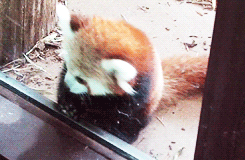 dailyanimals:  [x] 