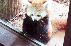 dailyanimals:  [x] 