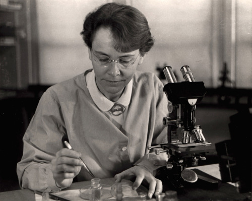 downlookingup:  Barbara McClintock (June 16, 1902 – September 2, 1992) was an American scienti