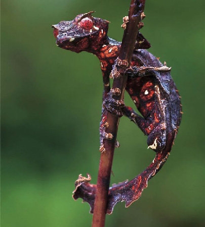 utukku-ekimmu:  heavy-metal-vegan:  Satanic Leaf-Tailed Gecko, Uroplatus phantasticus The Satanic Leaf-Tailed Gecko is a species of Gecko endemic to the northern and central tropical forests in the island of Madagascar, meaning it is found nowhere else.