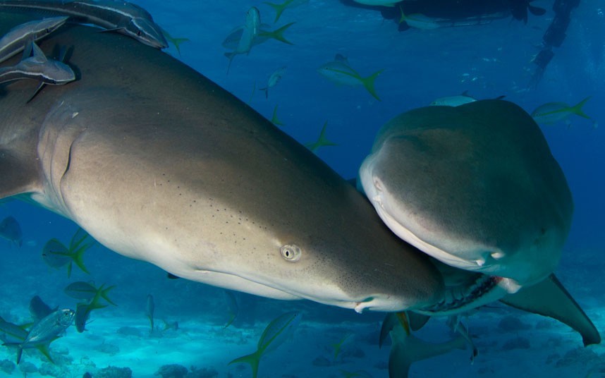 theanimalblog:  A lemon shark bites another on the snout in waters off the Bahamas.