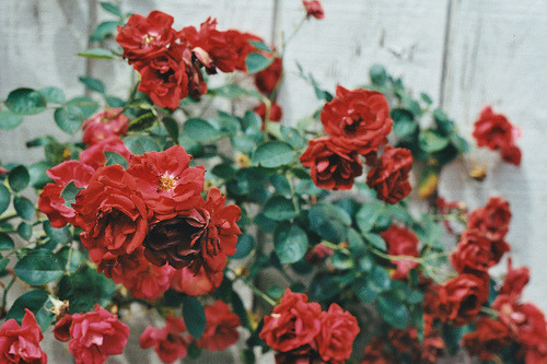 untakenroad:  2:45 A.M. on We Heart It. http://weheartit.com/entry/35464869 