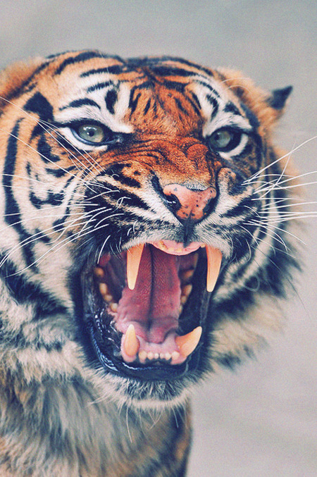 fxckmyfeelingsx.tumblr.com/post/38836277588/