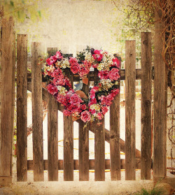 lillypotpie:  garden gate and pop of pink